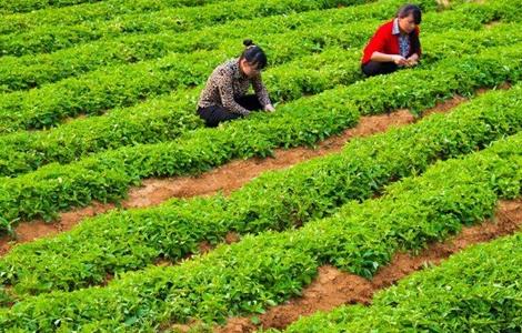 太子参种植技术 太子参种植技术视频