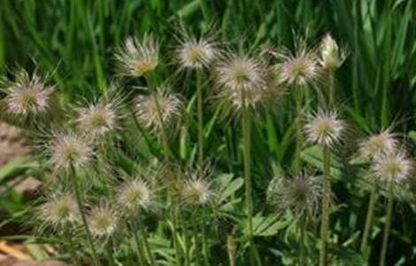 白头翁的种植方法 白头翁的种植方法视频