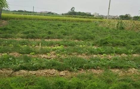 天门冬种植的注意事项 天门冬的种植技术方法