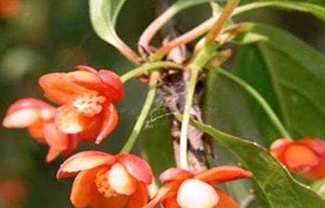 五味子病虫害的防治方法(五味子病虫害的防治方法有哪些)