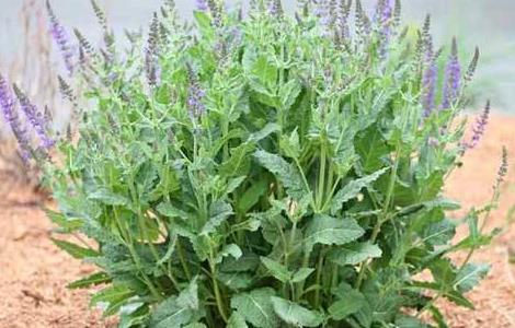 丹参的繁殖方法有哪些 丹参如何繁殖