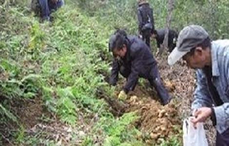 天麻低产的原因（天麻产量高吗）