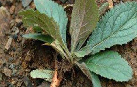 地黄种植注意事项(地黄种植条件)