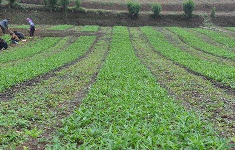 半夏的种植条件 半夏的种植条件和方法