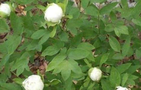 青羊参种植技术（青羊参种植技术培训）