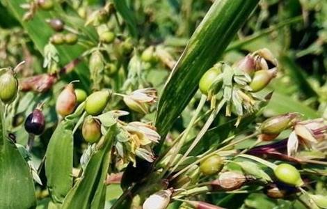 薏米田间管理技术 薏米田间管理技术要点