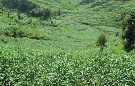 薏米 田间管理 技术