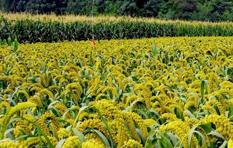 谷子的种植技术（谷子的种植技术专家）