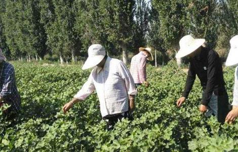 棉花如何打顶（棉花如何打顶好看）