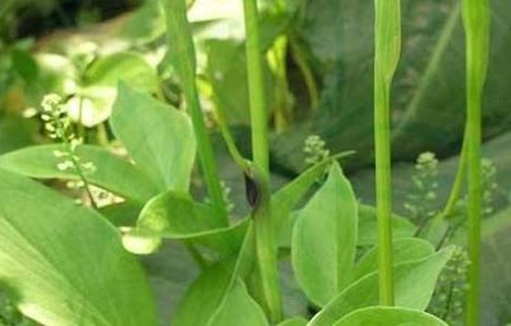 半夏该怎么繁殖(半夏如何繁殖)