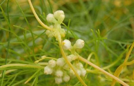 菟丝子的种植技术 菟丝子的种植技术及管理