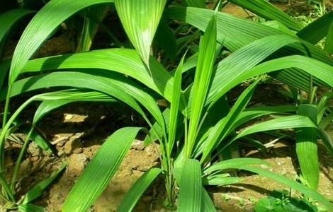 仙茅的种植技术 仙茅的种植技术仙茅需要遮阴难吗