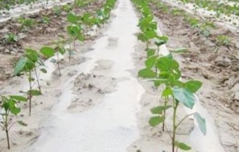 棉花苗期管理技术要点 棉花苗期管理技术要点是什么