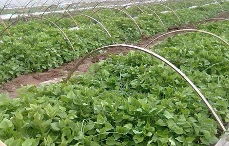 紫薯种植的注意事项（紫薯应该怎么种植）