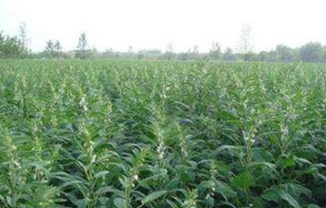 芝麻的种植条件（芝麻的种植条件是什么）