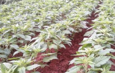 芝麻的苗期管理技术(芝麻出苗后的管理)