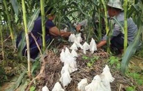 玉米套种高产作物 玉米套种高产作物图片