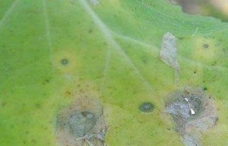 油菜的病虫害防治方法（油菜的病虫害防治方法有）