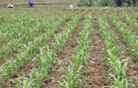 高粱的田间管理要点 高粱的田间管理要点有哪些