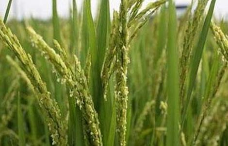 水稻抽穗困难的原因及解决方法 水稻抽不出穗什么原因