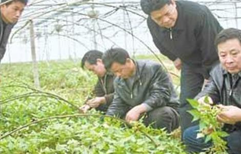 百部的种植技术（百部的种植技术方法）