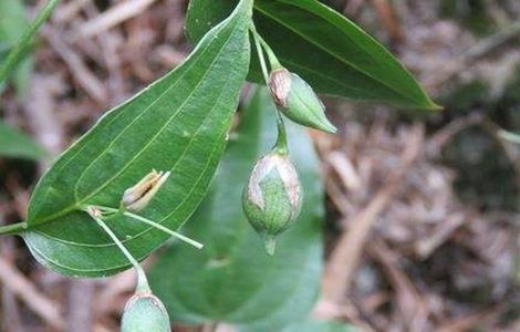 百部的种植技术