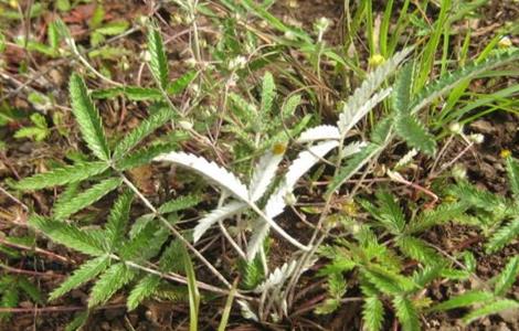 翻白草的种植技术 翻白草的种植技术与管理