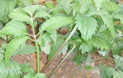 艾纳香种植技术 艾纳香种植技术与加工