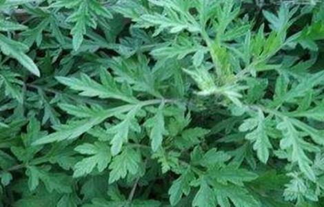 白蒿的种植技术 白蒿的种植技术与管理