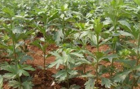 附子的种植要求（附子的种植条件）