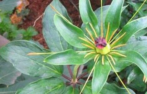 新手种植重楼常见问题