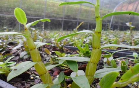 种植石斛需要考虑什么 种植石斛需要考虑什么环境