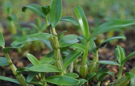 种植石斛需要考虑什么