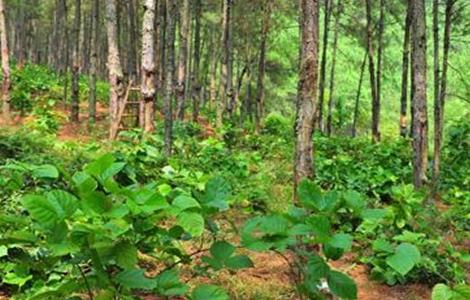 鸡血藤的种植技术（鸡血藤人工种植）