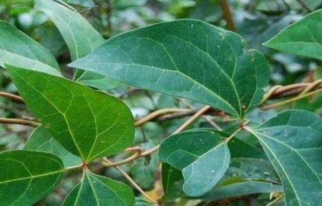 大血藤的种植技术 大血藤的种植技术与管理