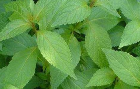 溪黄草的种植注意事项 溪黄草的生长环境