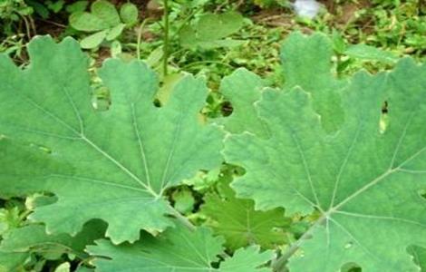 博落回的种植技术(博落回种植基地)