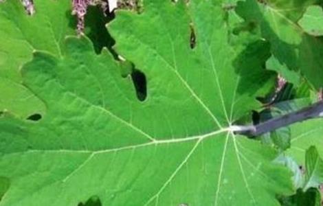 博落回的种植技术