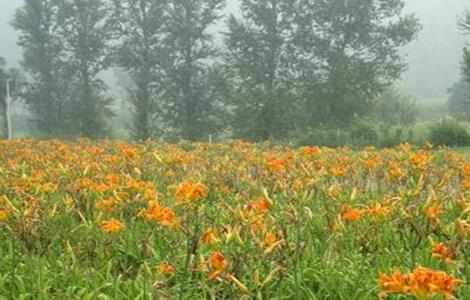 射干的种植注意事项（射干的养殖方法和注意事项）