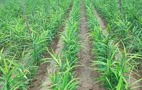 干姜的种植技术 干姜和生姜的种植方法