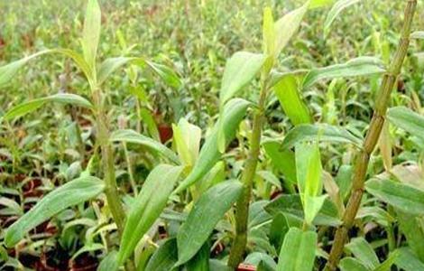 石斛扦插繁殖技术 石斛扦插繁殖技术方法