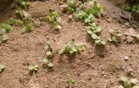 益母草的田间管理技术（益母草种植技术与栽培管理）