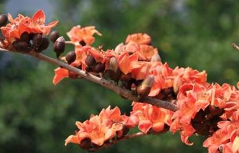 木棉的嫁接繁殖技术（木棉繁殖方法）