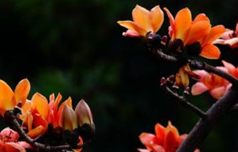 木棉 嫁接繁殖 技术