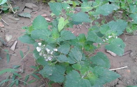 荆芥常见病害的防治方法 荆芥常见病害的防治方法有