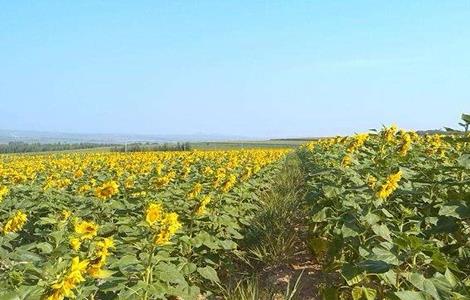 向日葵 花蕾期 管理要点