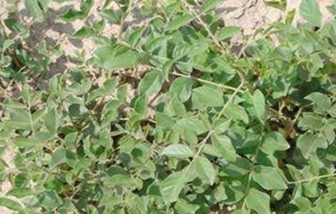 甘草的病虫害防治方法 甘草的病虫害防治方法视频