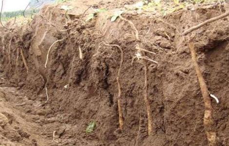 山药种植的关键要点 山药的种植方法和管理