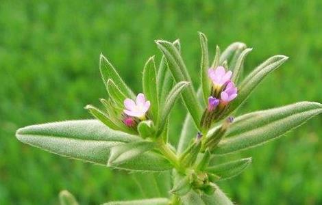 紫草栽培管理要点（紫草种植技术与栽培管理）