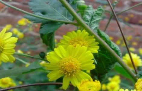 野菊花 种植 技术